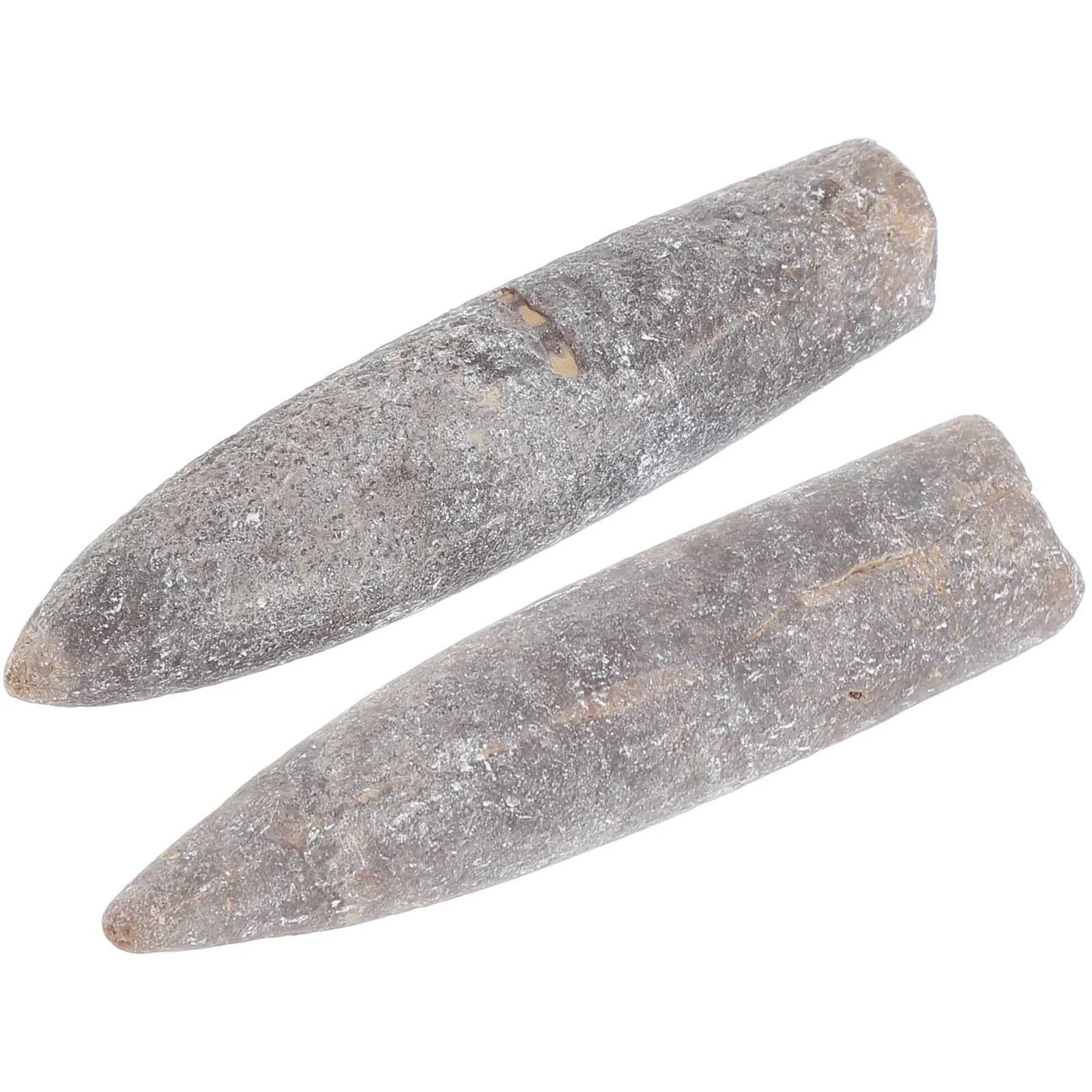 2 Pcs Specimen Natural Belemnite Teaching Supply Home Decor Epifaunal Educational Adornment Models Toys 3