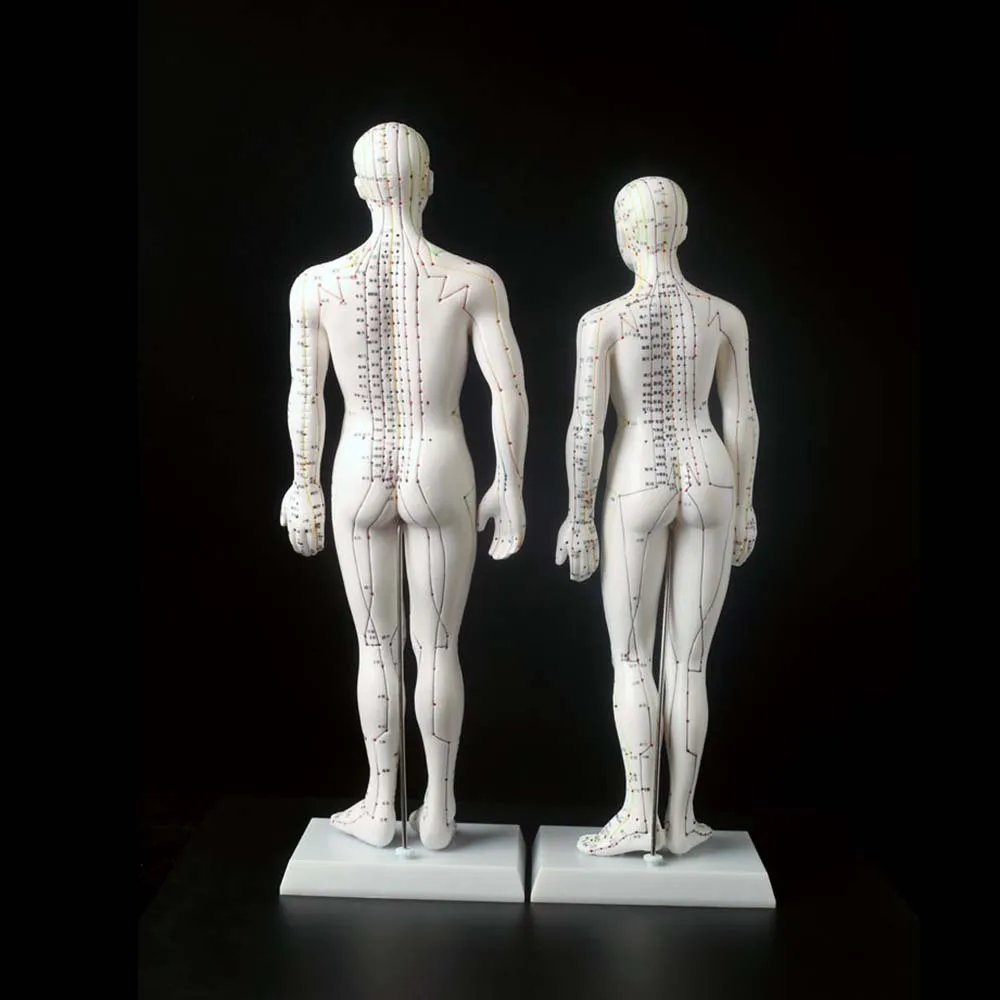 1Pc 자오선 모델 인간 침술 자오선 포인트 모델 남성 및 여성 경혈 모델 의료 교육 교육 장비