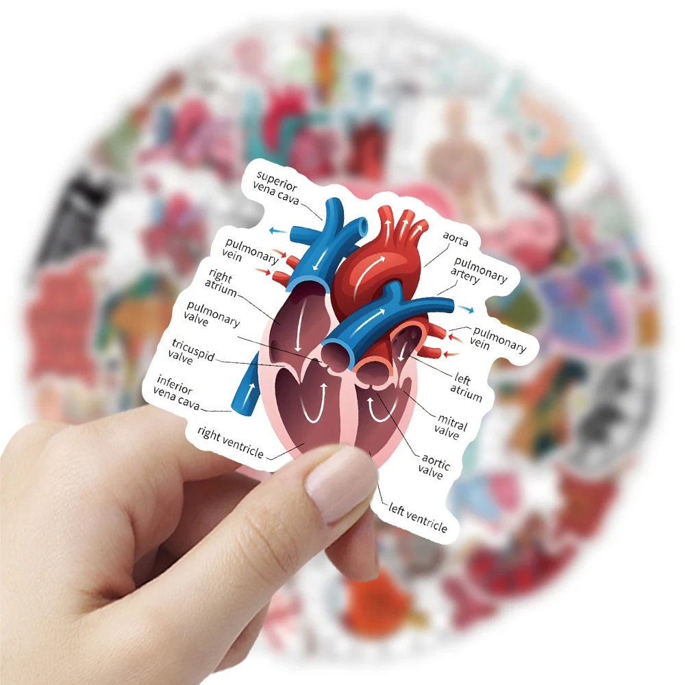 10/30/50pcs Cartoon Human Organ Medical Anatomy Stickers Decals Kids Toy Skateboard Motorcycle Phone Car Cool Waterproof Sticker