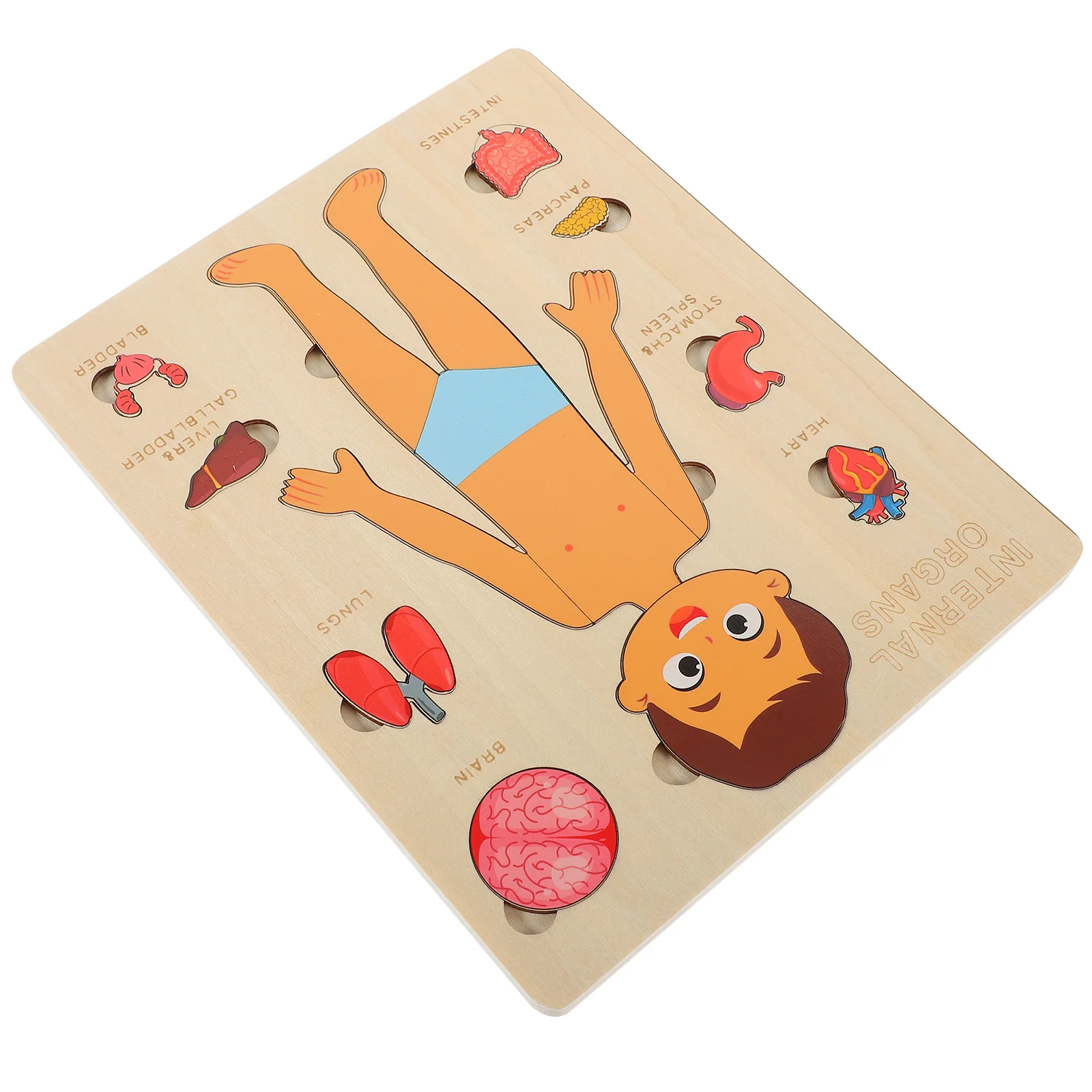 

Kid Presents Wood Organs Puzzles Model Children Gifts Human Body Cognitive Tool