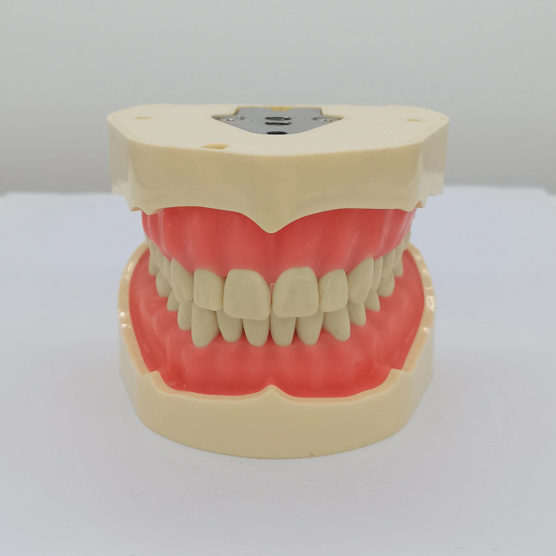 Frasaco ANA-4 Typodont 핏 치과용 나사 장착 치아 모델, 부드러운 잇몸 및 풀 세트 교체 치아, 연습 충전, 28 개