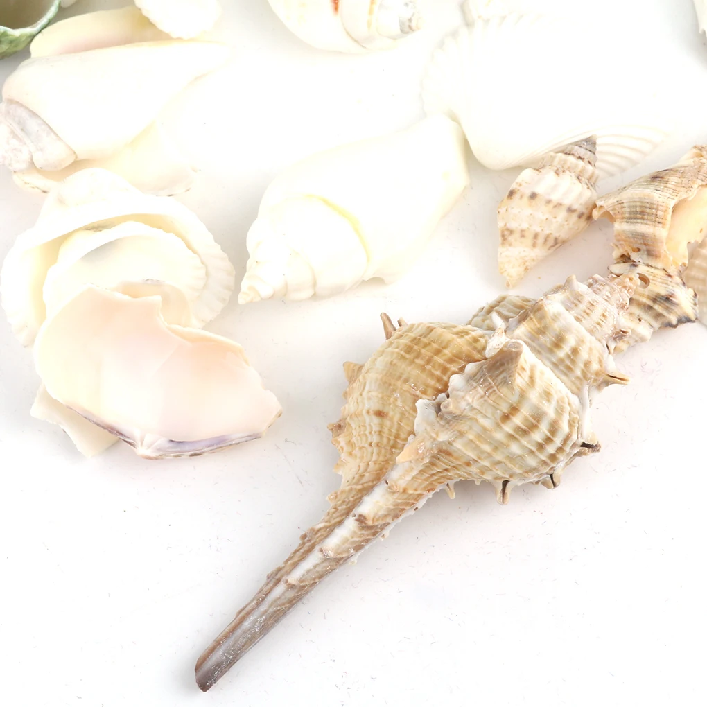Natural Beach Shell Conch SeaShells for Aquarium Fish Tank Landscaping Decoration 200g/pack natural shell ornaments