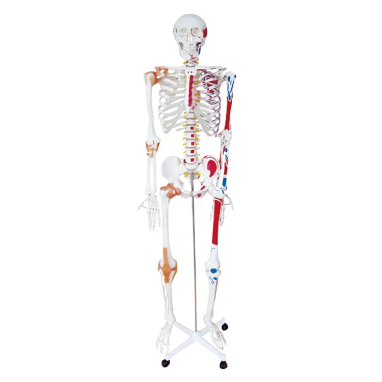 

Student Training Model with colored muscle and ligament 180cm human skeleton