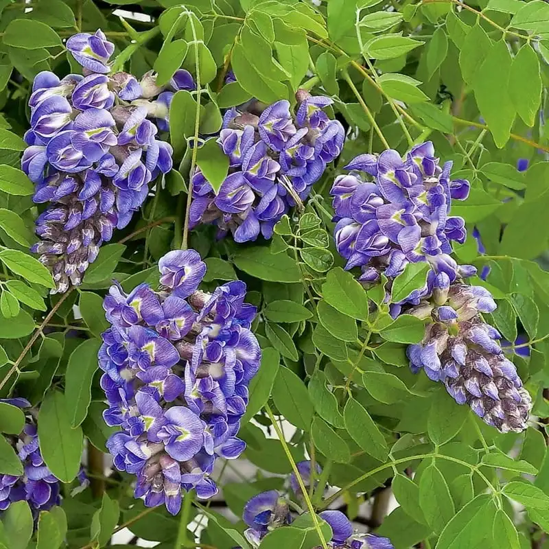 

Amethyst Falls Plant in a 4 inch Pot