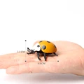 Lady Beetle