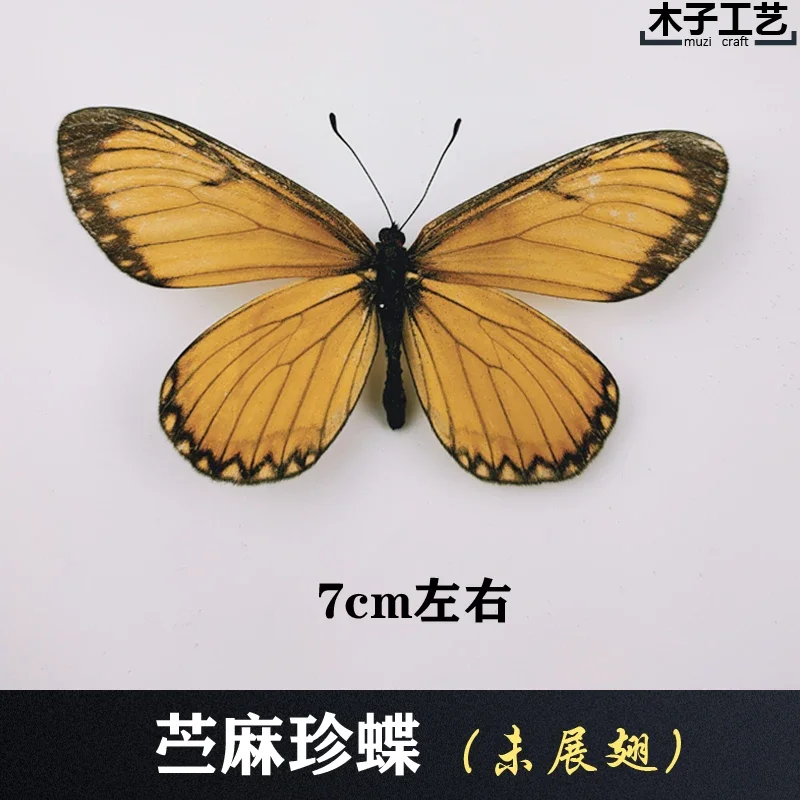 Butterfly Specimen Real Insect Teaching DIY