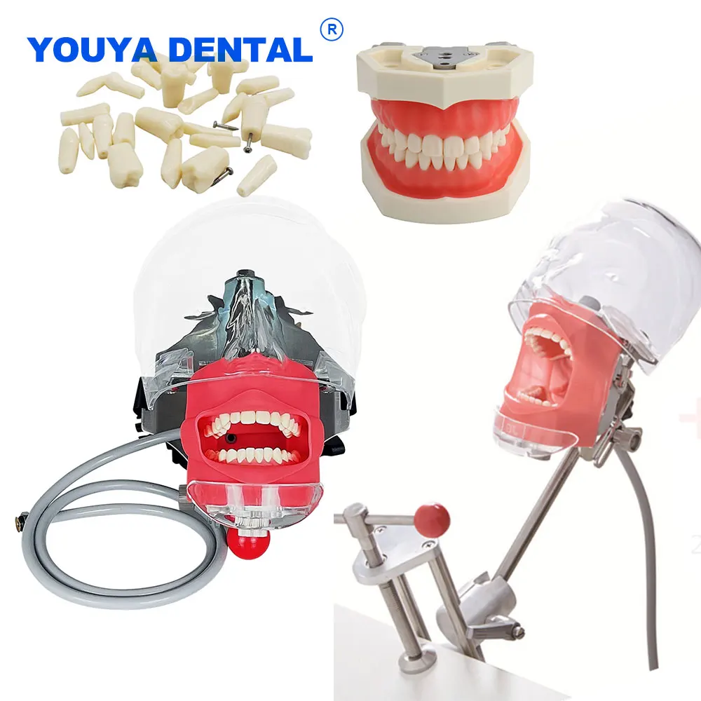 SimpleHeadModelDentalSimulatorPhantomHeadTeethModelManikin