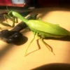 Infrared Remote Control Cockroach Simulation Animal Creepy Spider Bug Prank Fun RC Kids Toy Gift High Quality Drop Shipping 4
