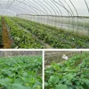 Garden Climbing Net Trellis Netting Heavy-Duty Plant Support Stand for Flowers Vegetable Vine Orchard Gardening Tools 4