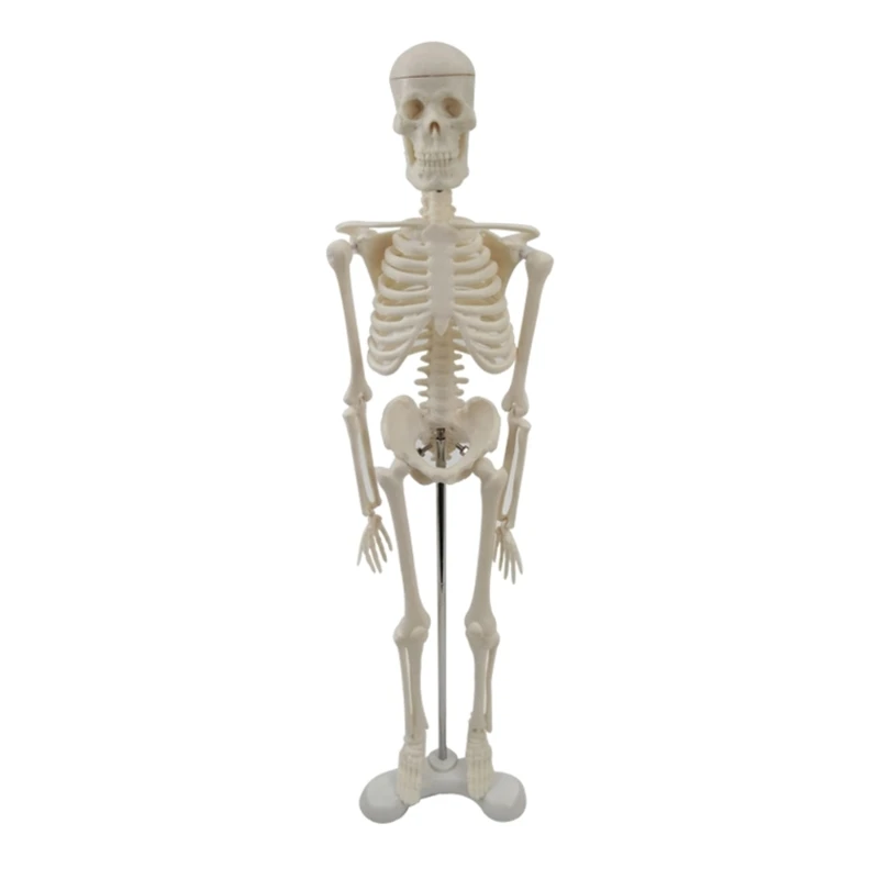

Модель скелета человека Анатомическая обучающая модель всего тела Модель человеческого тела Стойка Прямая поставка