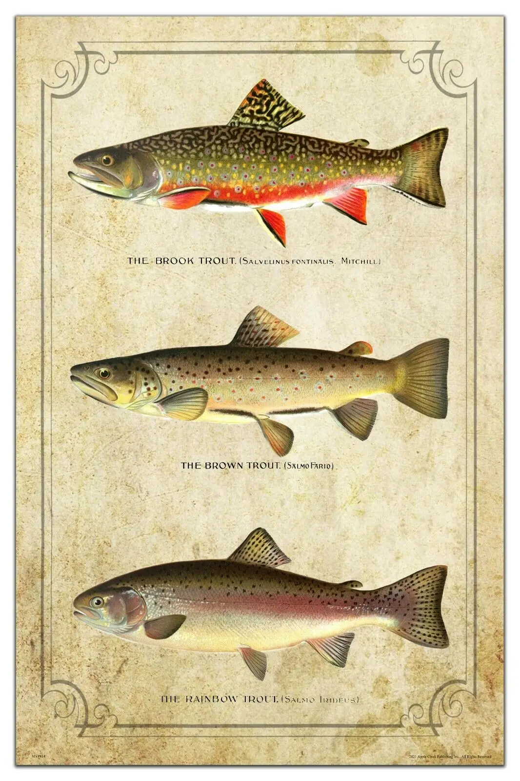 Vintage Trout Fly Fishing Lures Art Picture Print Silk Poster Home Wall  Decor - AliExpress