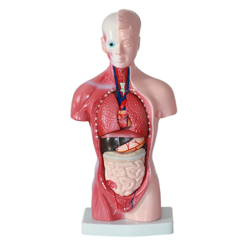 

Human Torso Body Model Anatomy Anatomical Internal Organs Assembling Model PVC For Student Teaching Study