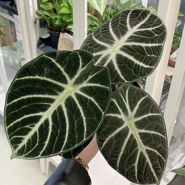 4Types Alocasiareginulaninja 10Db Kerti Dekoráció Növény Bonsai - Image 3