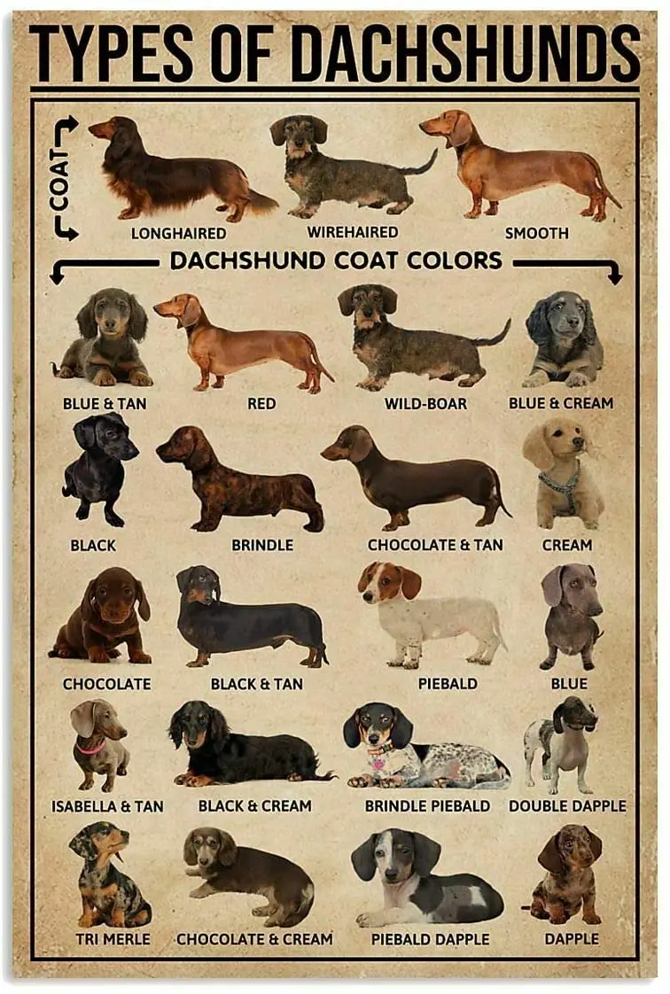 

Types of Dachshunds Knowledge Wall Decor Art Gift for Dog Lover Decor Poster Wall Art Decor Metal Sign Poster Wall Decor