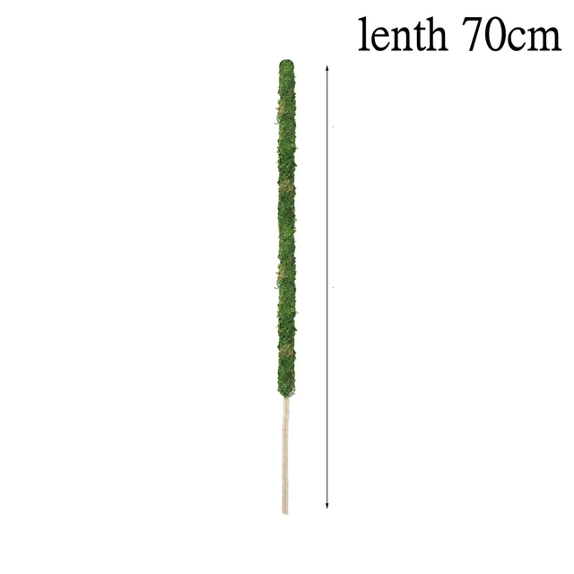 70cm