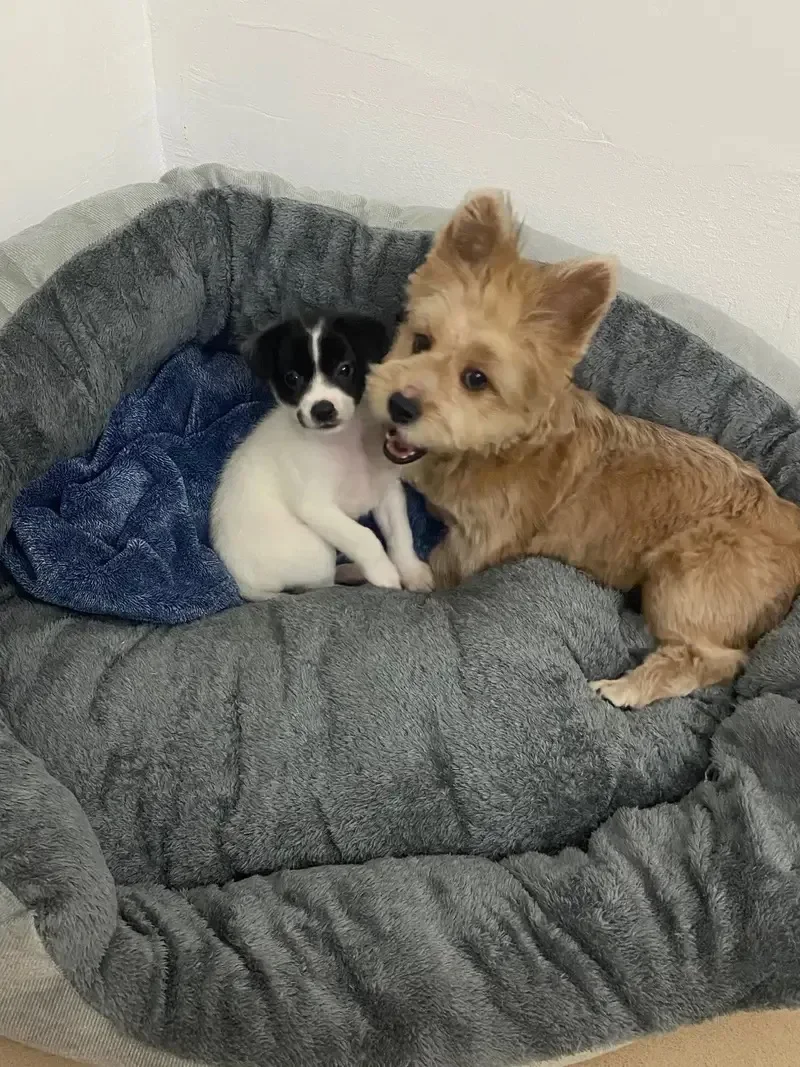 Neutral pet bed in living room