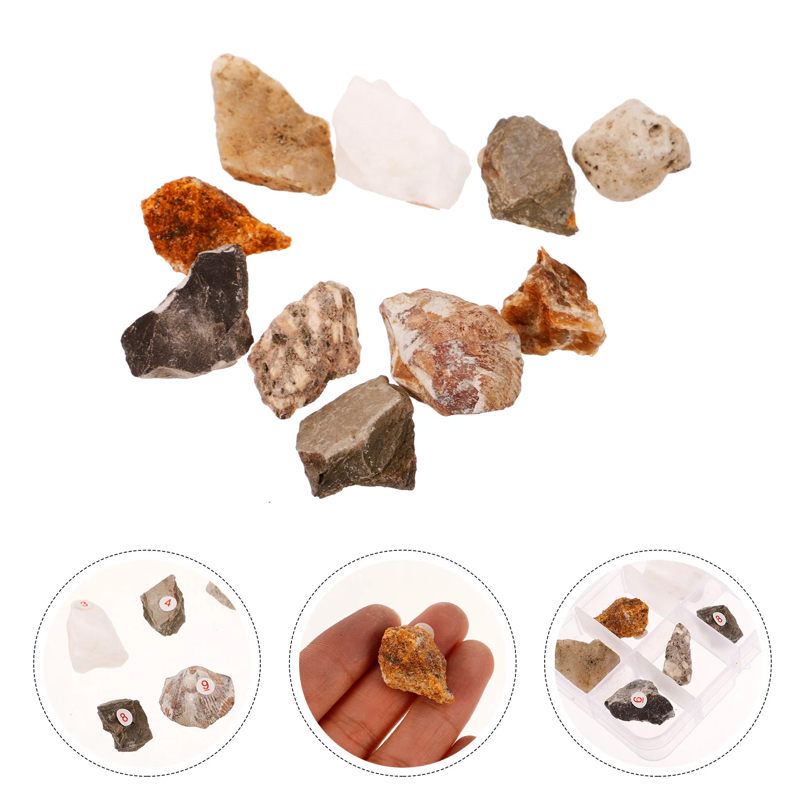 

10 Pcs Rock Specimen Teaching Aids Decor Irregular Stones Mineral Ore Ores Ornament Plastic Box for Collection Primary School