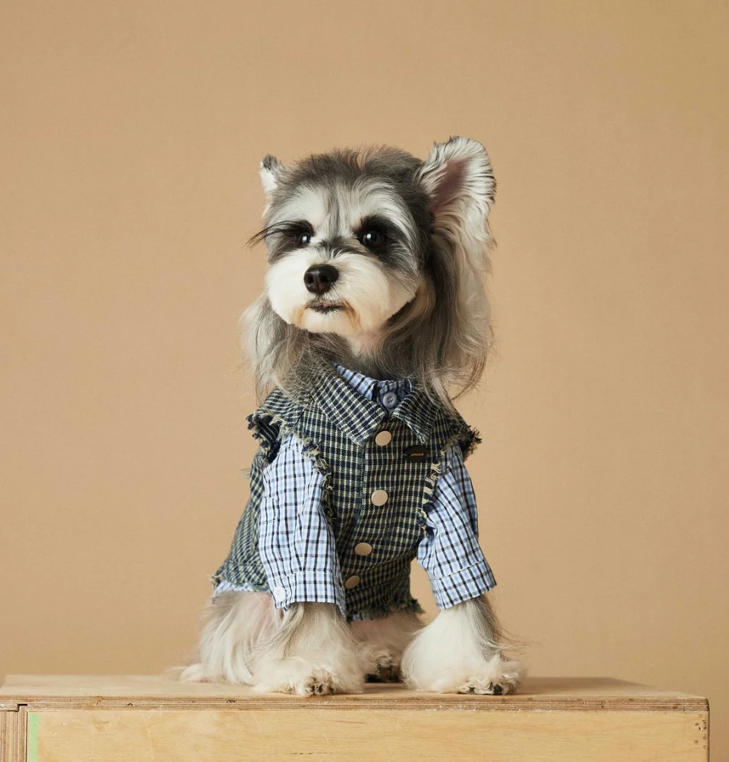 Sleeveless Cowboy Vest for Dogs, Tony Bears Dog Tank Top, Teddy, Schnauzer Bears, Marquis, Love, Spring, Summer, New