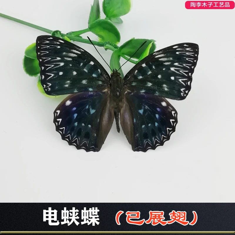 Real Butterfly Specimen Insect Specimen Teaching Specimen DIY Self-sealing Bags Optional Varieties  home accessories 