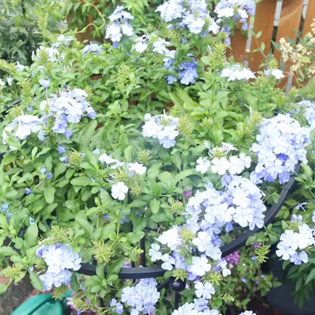 Beltéri Rácsos Leszerelhető Kert Obeliszk Rács Hordozható Cserepes Növényi Hegymászás Virágok Számára Zöldség Gyümölcsök Szőlő - Image 3