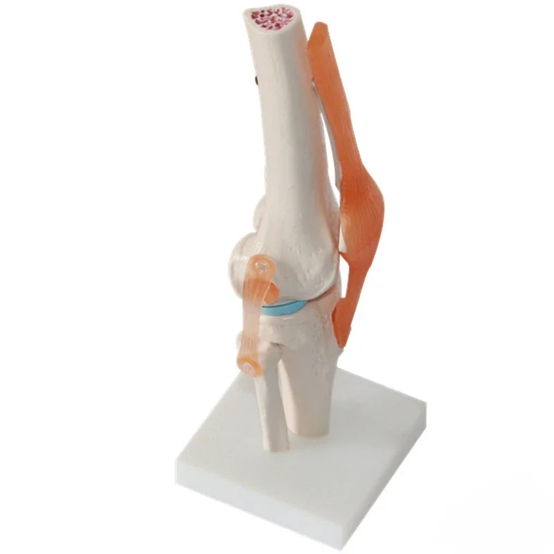 Flexible anatomy Knee Joint Model with Bendable Cruciate Ligaments and Meniscus for Medical Science Teaching
