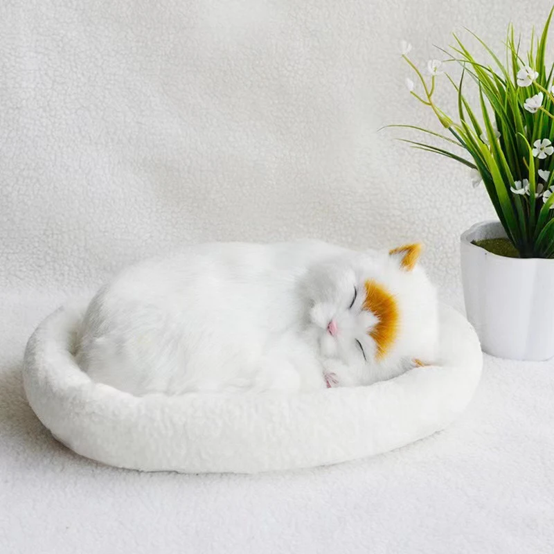 Yellow forehead Cat
