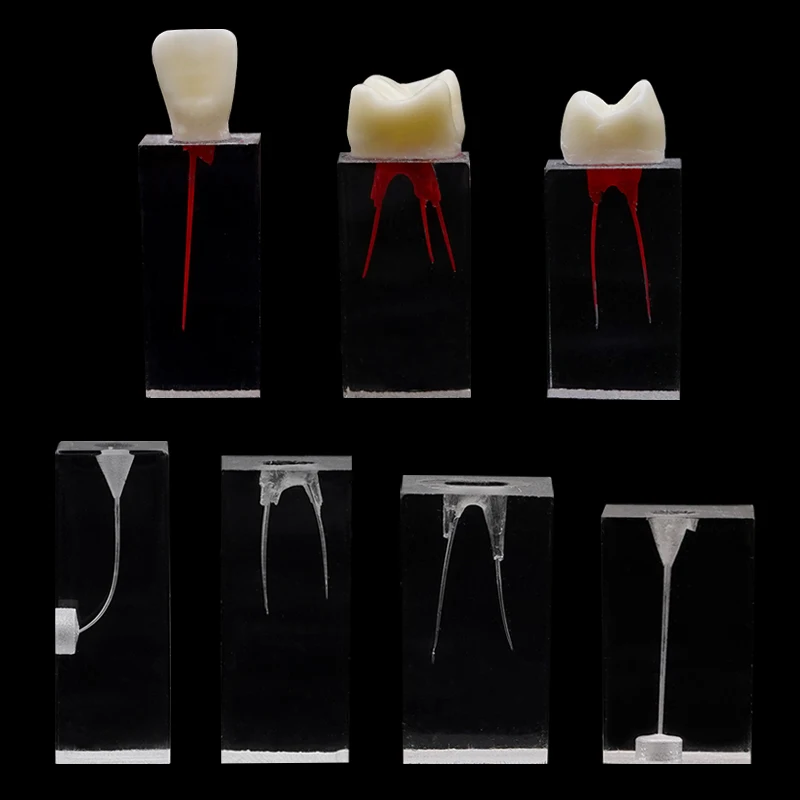 근관 운동 블록 치과 엔도 훈련 블록 수지 RCT 연습 펄프 캐비티 교육 로타리 파일 연구를위한 치아 모델