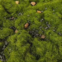 Natural Ground Cover with Rock Particles for HO Railway Dioramas and Military Sand Table Scenes, 50g (Spring green)