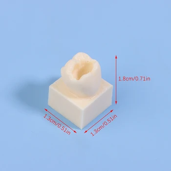 1Kit Dentale Posterior Studente Formazione Modello di Prova Pratica Resina Composita Riempimento Denti Mascella Attrezzature per Odontoiatria