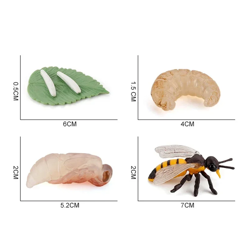 Animal Life Cycle Board Children Toys Montessori Teaching Aids Plant Animal Growth Cycle Model Set preschool cognitive Toys 5