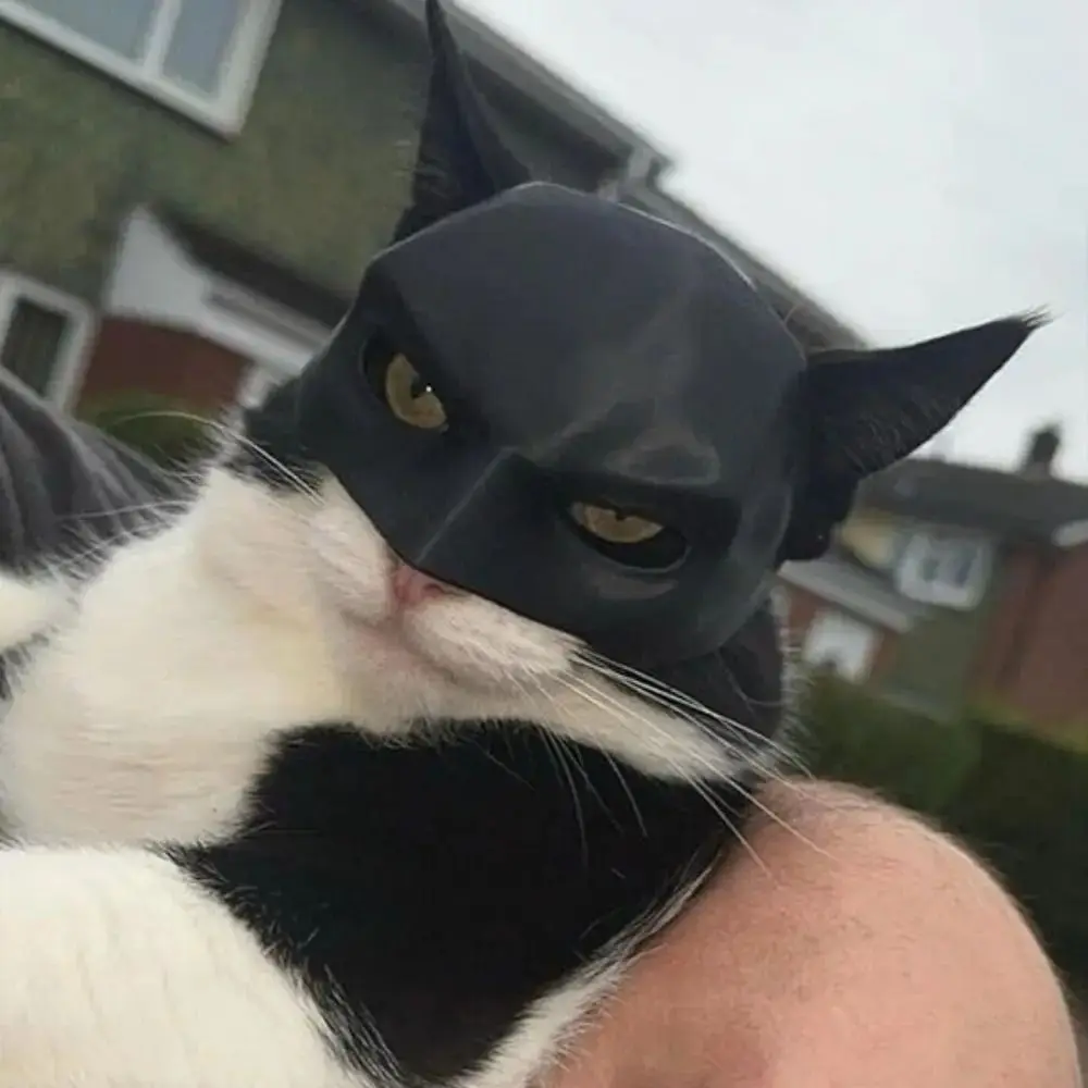 cat batman mask