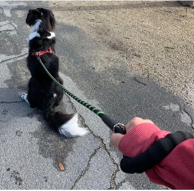 french bulldog collars and leashes