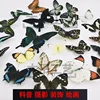 29 Carefully Selected Butterfly Specimens Real Butterfly Insect Teaching Specimens Wings Not Unfolded Home Decor Multiple Style 4