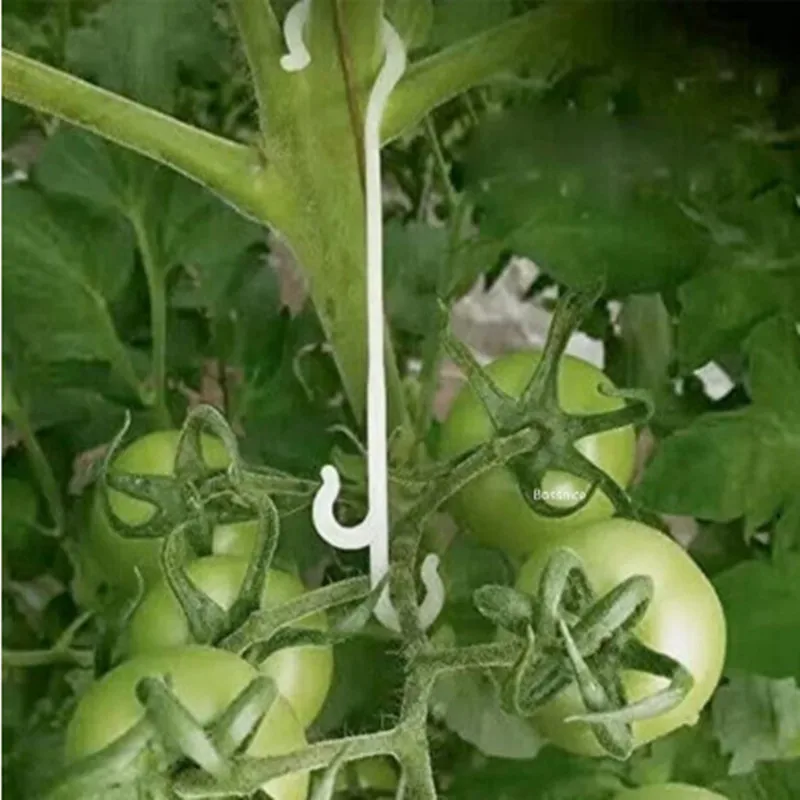 Tomato Support J Hooks 9.5/13/16CM Plant Support Vegetable Clips To Prevent Tomatoes Fruit Cluster From Pinching or Falling Off