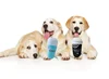 Lovely Stuffed Plush Pet Chewing Toys Plush Dog Wine Bottle Squeaky Toys With BB Sound 6