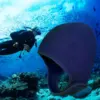 Scuba Diving Hood 3mm Neoprene Wetsuit Hood Swimming Cap with Chin Strap for Water Sports Surfing Bathing Snorkeling Kayaking 2