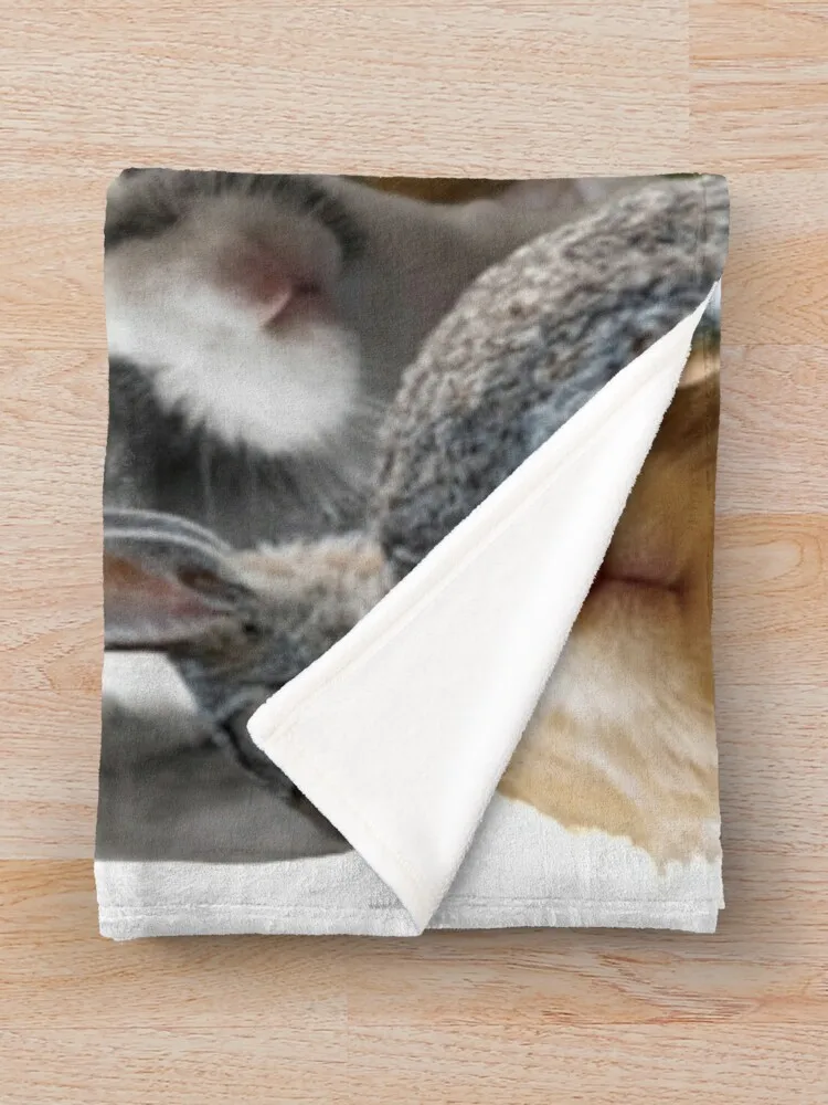 �Ϳ��� �䳢/�䳢 ���