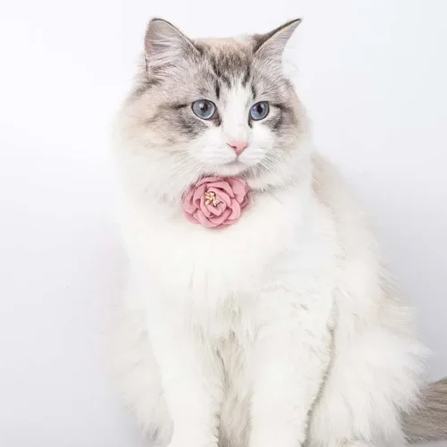 조정 가능한 나비 넥타이 고양이 꽃 목걸이, 안전 버튼 넥타이 목걸이, 강아지와 고양이 선물, 애완 동물 액세서리, 강아지 목걸이 2