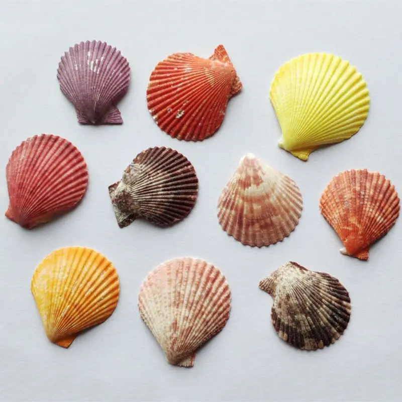 Natural Shell Ornaments 120g Natural Seashell Sea Conch Hermit House Aquarium Crafts Decorations