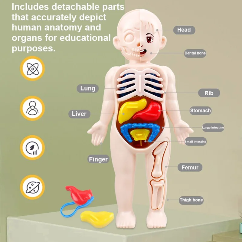 13Pcs Set Montessori Toys Children Science Education Human Body Organ Anatomy Model DIY Assembled Medical Toys Teaching Tools 2