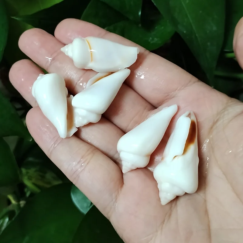 5 PCS White Jade Gibbose Conch Natural Sea Shells For Fish Tank Home Decor Jewelry Beads for Necklace and Bracelet, DIY Crafts