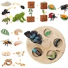 Animal Life Cycle Board Children Toy Montessori Teaching Aids Plant Animal Growth Cycle Model Set preschool cognitive Toys 1