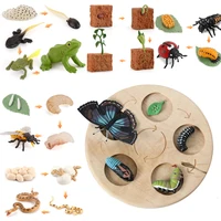 Animal Life Cycle Board Children Toy Montessori Teaching Aids Plant Animal Growth Cycle Model Set preschool cognitive Toys 1