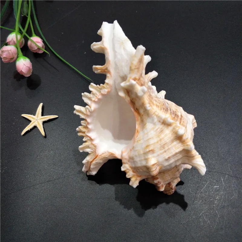 Natural Shell Ornaments Kirin Snail Natural Conch Shell Thousand Hand Snail Landscape Fish Tank Landscaping Creative Home Collection Specimen