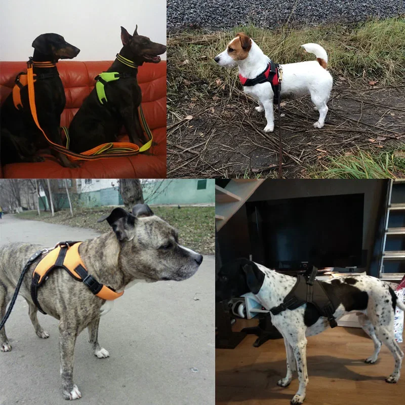 195499-258dbd.jpg Harnais Réflechissant en Nylon pour Chiens - Sécurité et Style - 2025 - Doglovedesign : Vêtement et accessoires pour chiens