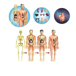 Rompecabezas 3D Montessori para niños, modelo educativo de anatomía del cuerpo humano, órgano de aprendizaje ensamblado, herramienta de enseñanza de órganos corporales