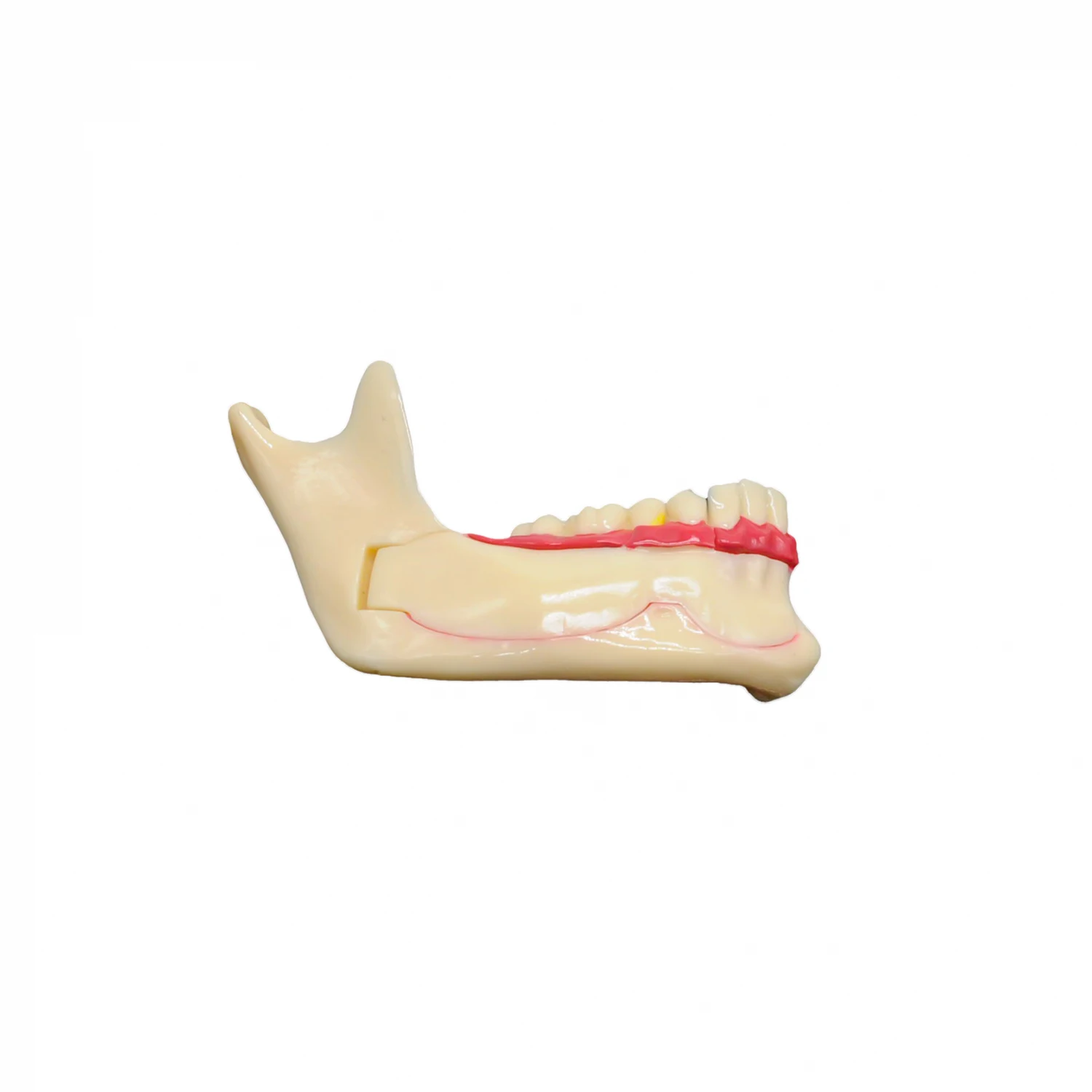

1pc Dental Communication Model Mandibular Models for Dental Demonstration Anatomical Patient Teaching