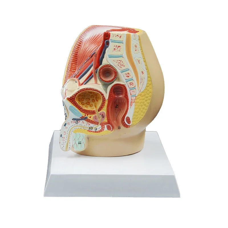 

Human male Pelvic Cavity Reproduction System Median Sagittal Section Medical Science Teaching Resources model