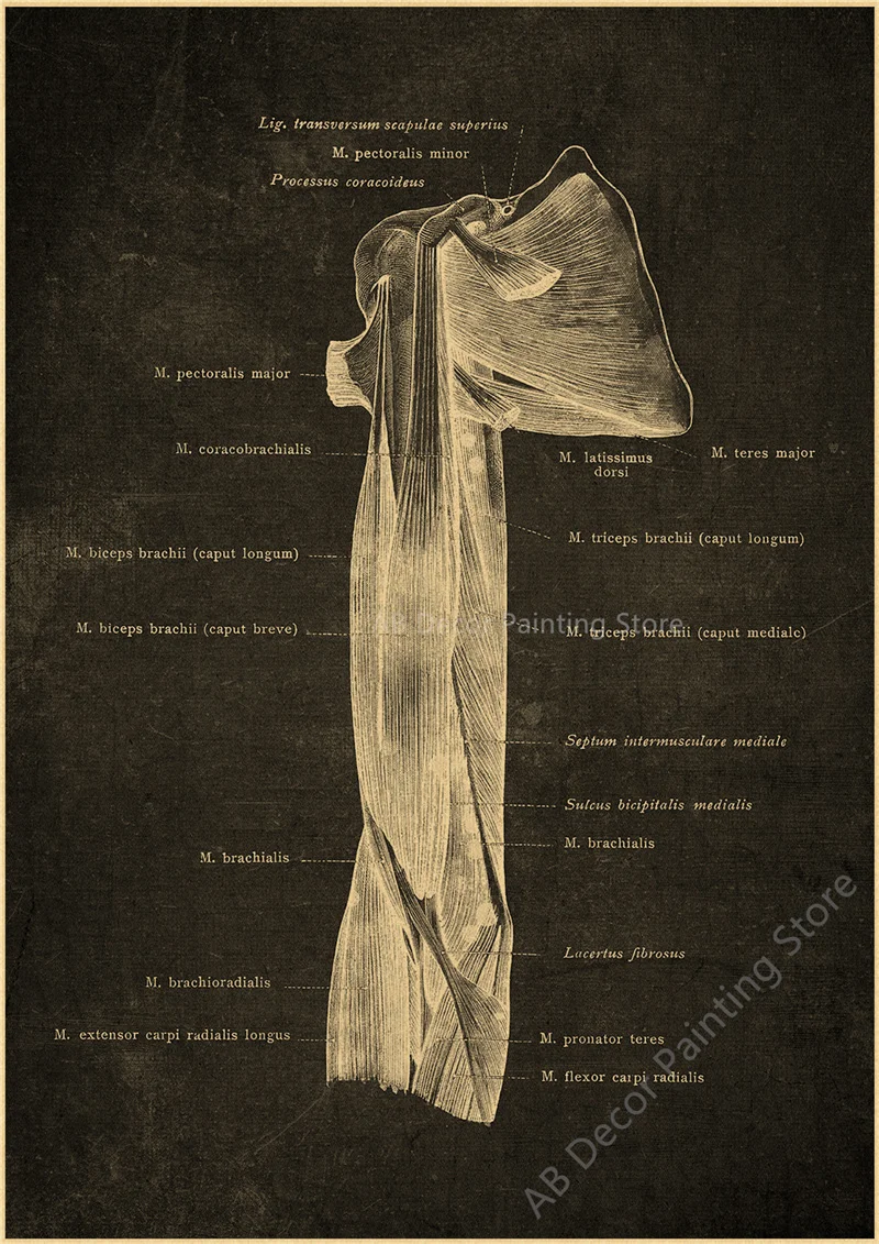 Nostalgic Posters Anatomy Chalkboard Poster Prints Body Parts Heart Hand Foot Drawing Vintage Home Room Art Wall Decor Painting Peckshirt