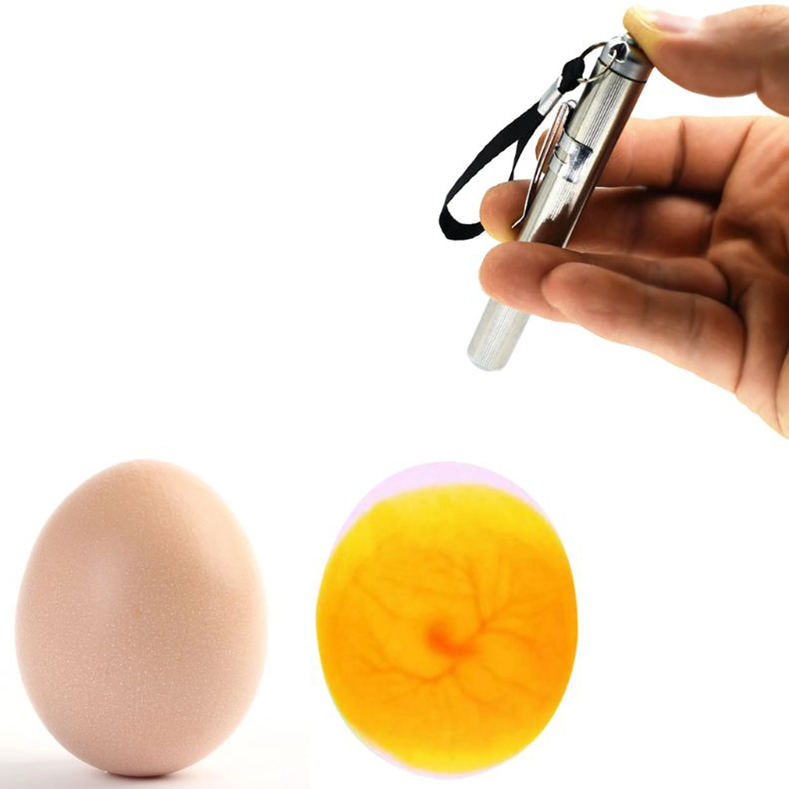 Egg Candler Livestock Incubator Light Inspection Stainless Steel Cold Light Flashlight LED Hatching Equipment Chicken Tools